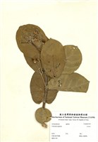 藏品(石油木)的圖片